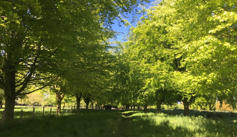 path between trees